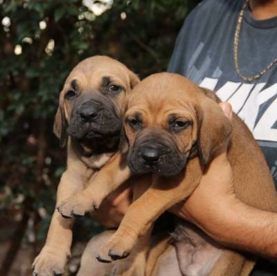 Filhote de Fila Brasileiro