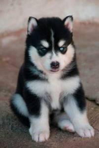 Filhote de Husky Siberiano