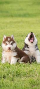 Filhote de Husky Siberiano