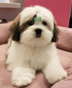 Filhote de Lhasa Apso