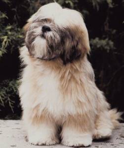 Filhote de Lhasa Apso