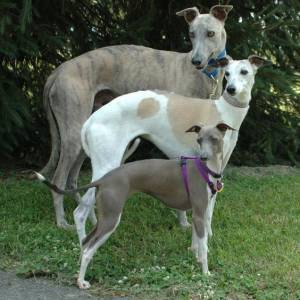 Filhote de Whippet