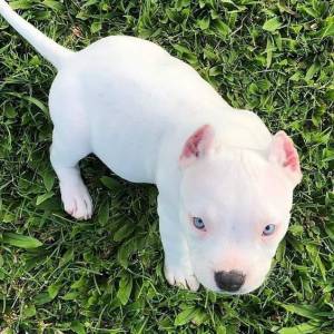 Filhote de American Bully