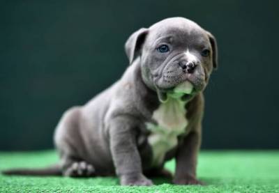 Filhote de American Bully