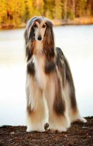 Filhote de Afghan Hound