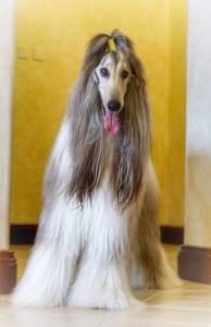 Filhote de Afghan Hound