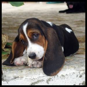 Filhote de Basset Hound