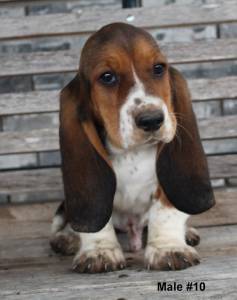 Filhote de Basset Hound