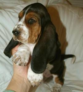 Filhote de Basset Hound