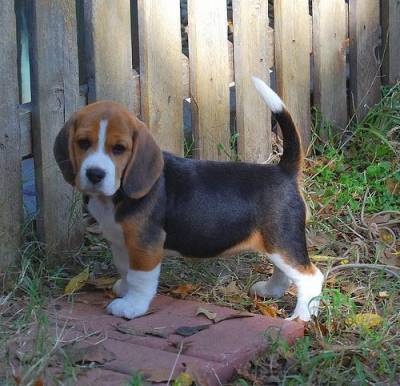 Filhote de Beagle