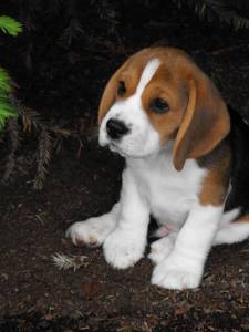 Filhote de Beagle