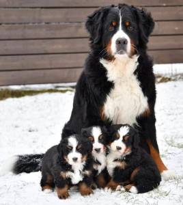 Filhote de Bernese Mountain