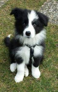 Filhote de Border Collie