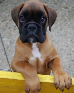 Filhote de Boxer