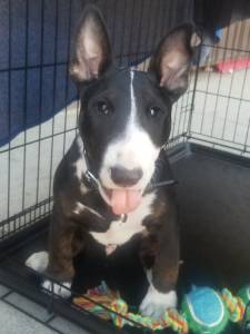 Filhote de Bull Terrier