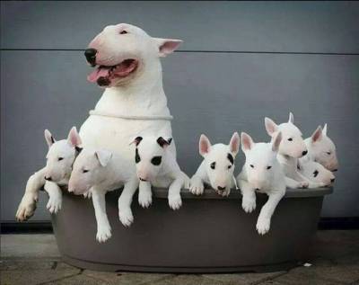 Filhote de Bull Terrier