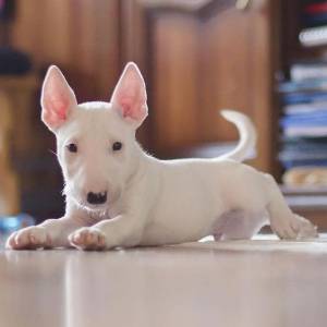 Filhote de Bull Terrier