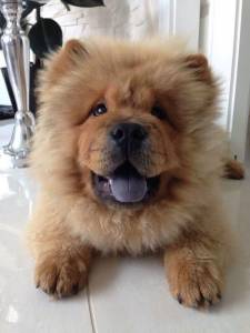 Filhote de Chow Chow