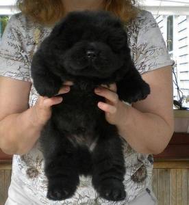 Filhote de Chow Chow