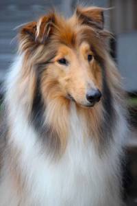 Filhote de Collie