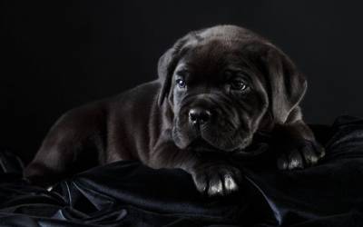 Filhote de Cane Corso