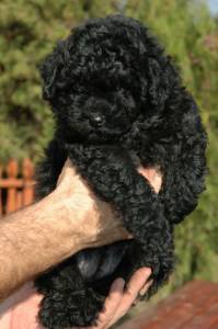 Filhote de Poodle