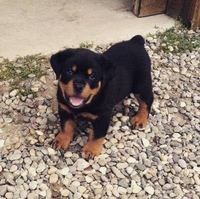 Filhote de Rottweiler