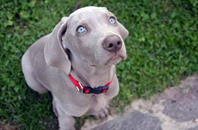 Weimaraner