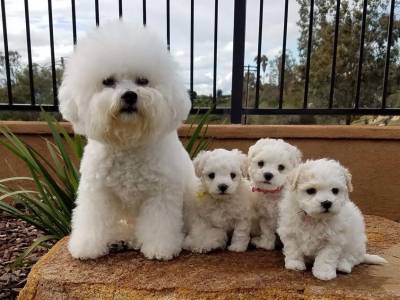 bichon frize