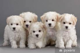 bichon frize