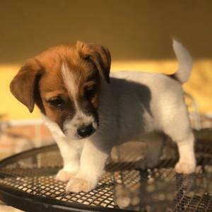 Filhote de Jack Russel