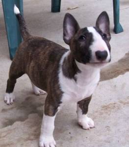 Filhote de Bull Terrier