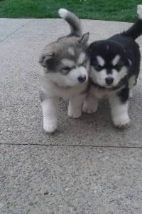 Filhotes de Husky Siberiano