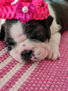 Filhotes de Boston Terrier