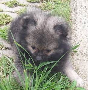 spitz alemo ano lulu da pomerania s machos creme black end tam entrego hoje chama no zap