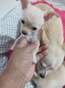 Filhote de Chihuahuas disponveis