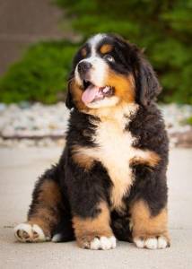 bernese mountain