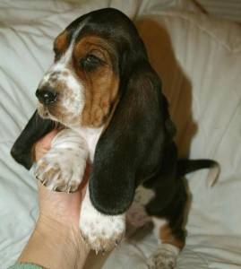 Filhotes de Basset Hound