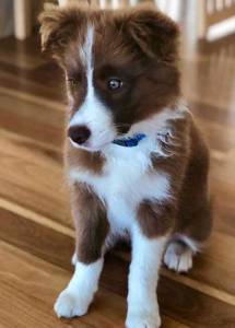 Filhotes de Border Collie