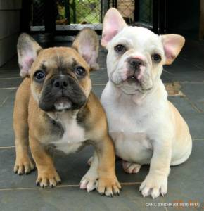 Filhotes de Bull Dogue Francs