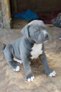 Filhotes de Cane Corso