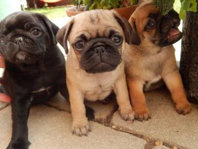 Filhotes De Pug Abricot