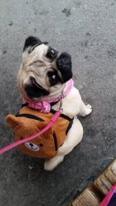 Filhotes De Pug Abricot