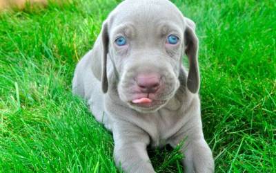 Filhotes de Weimaraner