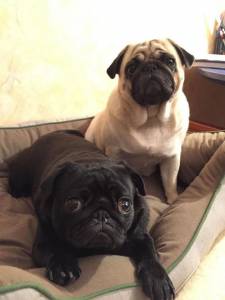 pug-