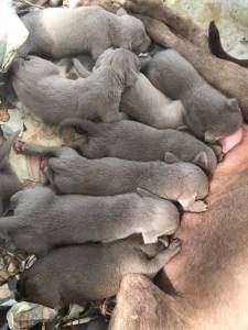 NOSSOS FILHOTES DE WEIMARANER NASCERAM CONHEÇA NOSSO TRABALHO NOSSOS FILHOTES DE WEIMARANER NASCERAM CONHEÇA NOSSO TRABALHO