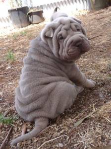 SHARPEI