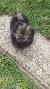 ltimo machinho de Spitz alemo