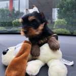 Yorkshire Terrier FILHOTES DE YORKSHIRE 