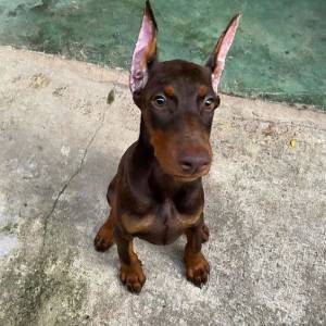 Doberman